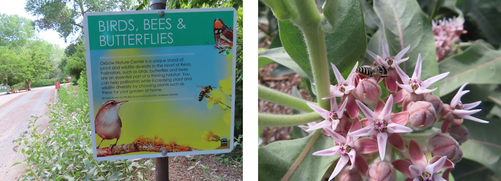 Bees are not the only pollinators. Birds and insects like this hoverfly on a showy milkweed are important pollinators too!