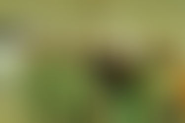 LT na semana do calouro