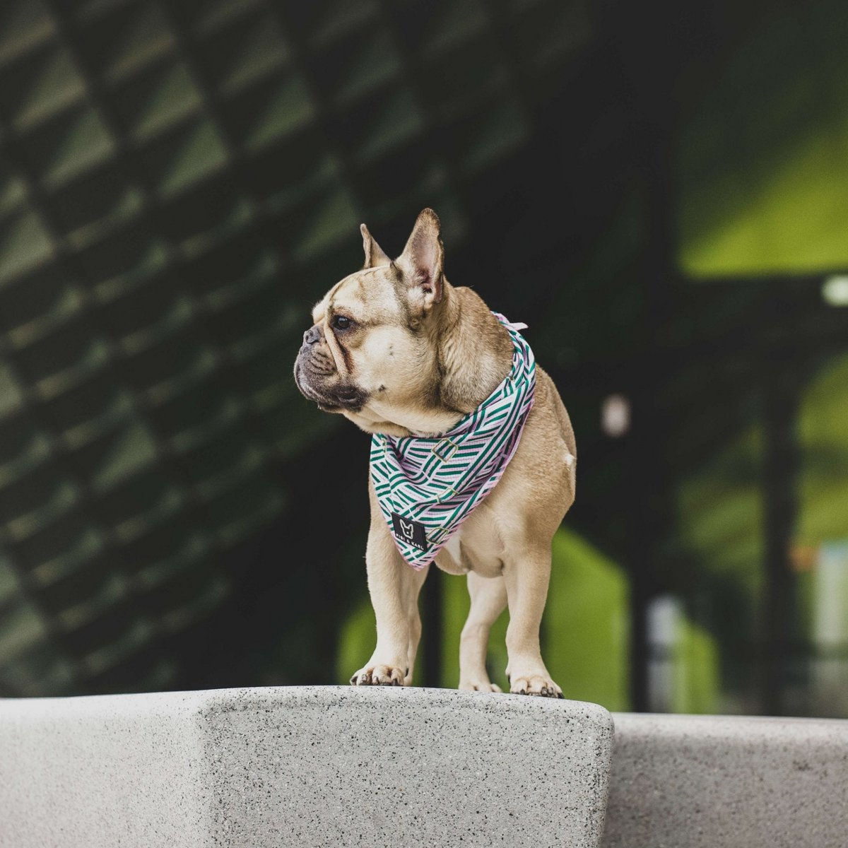 Fench Bulldog mit Beltington Pink Power Hunde Bandana