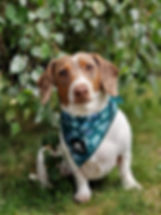 Hund trägt grünes Halstuch mit Blättermotiv