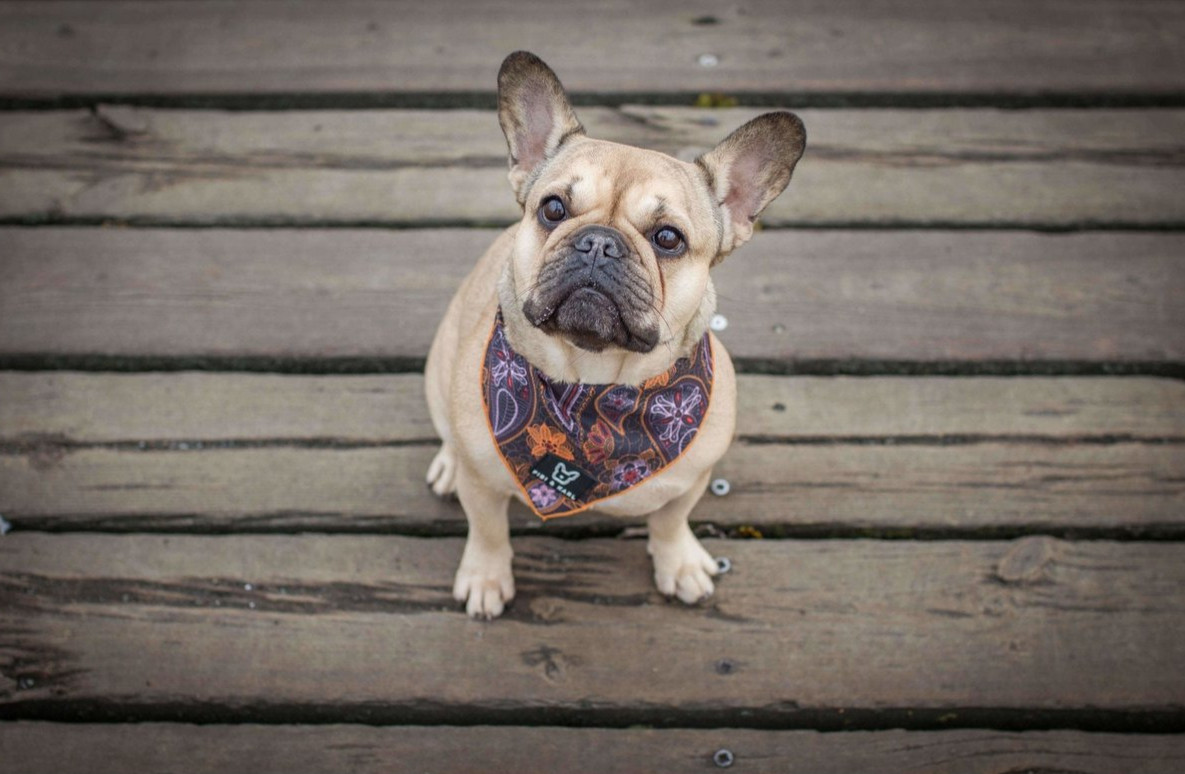 Fibi & Karl Hundehalstuch Infinity