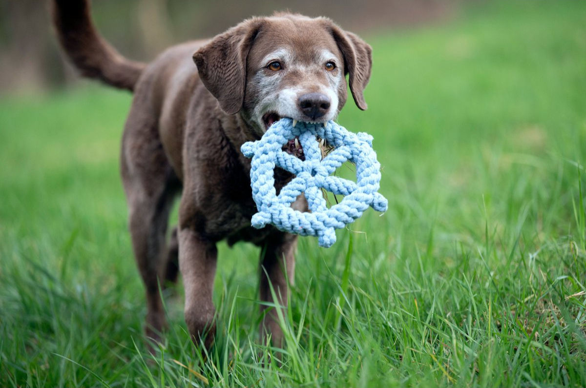Ein Hund spielt mit dem Hundespielzeug Skipper auf der Wiese