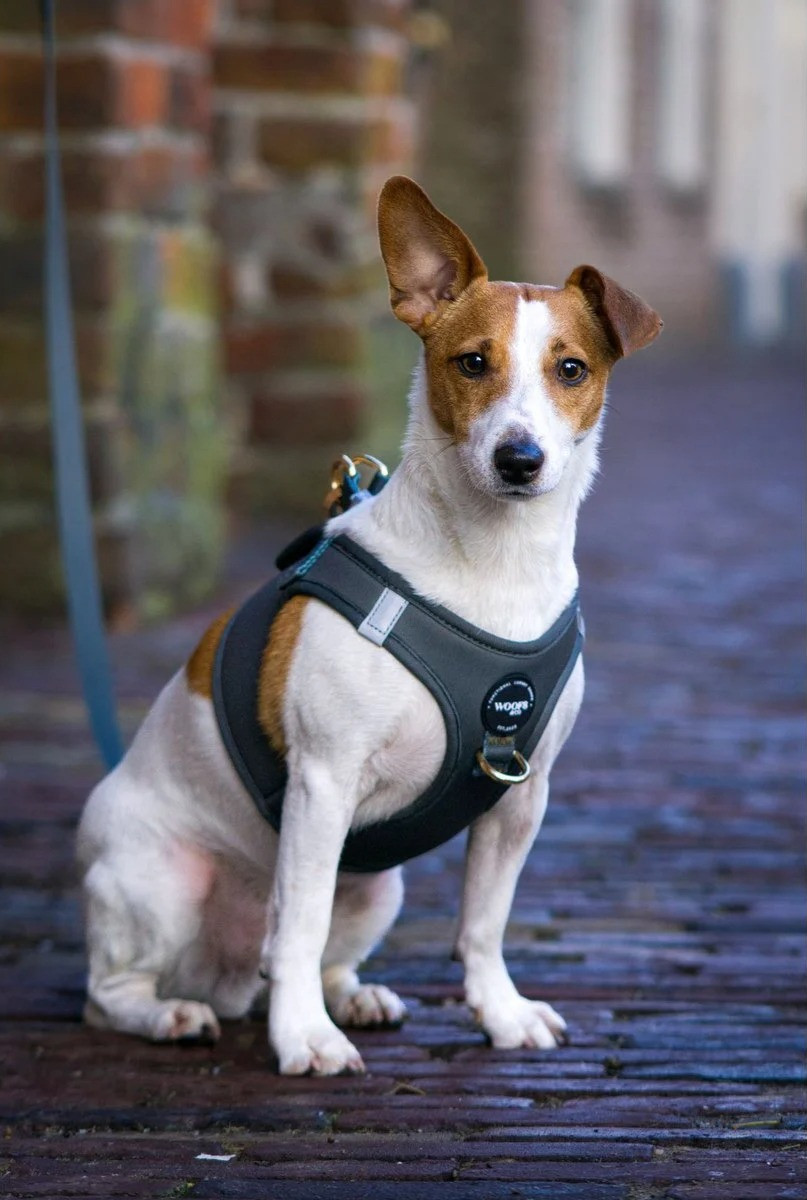 Woofs & Co. Hundegeschirr gepolstert das Step-In-Geschirr in Taupe