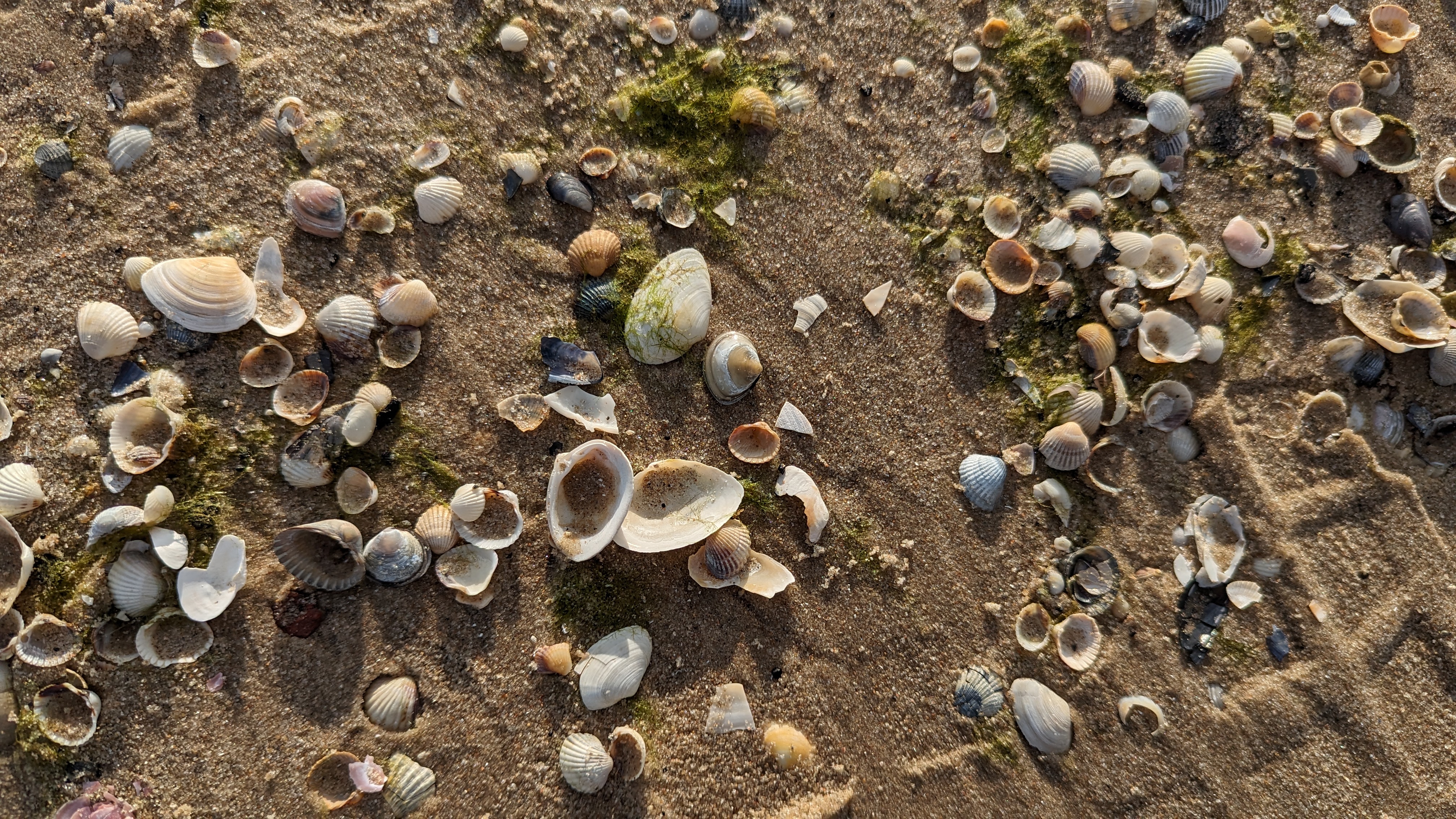 muscheln strand swinemünde