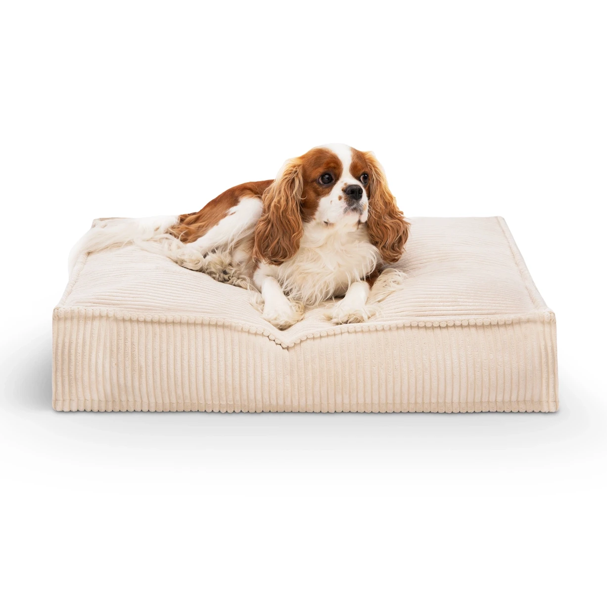 Hund bei WauHAUS