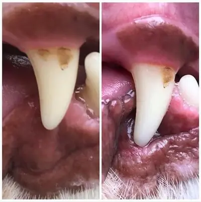 Hundezähne vor & nach der Anwendung des Dentalsprays