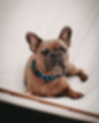 Liegende Frenchie trägt das Classic Hundehalsband