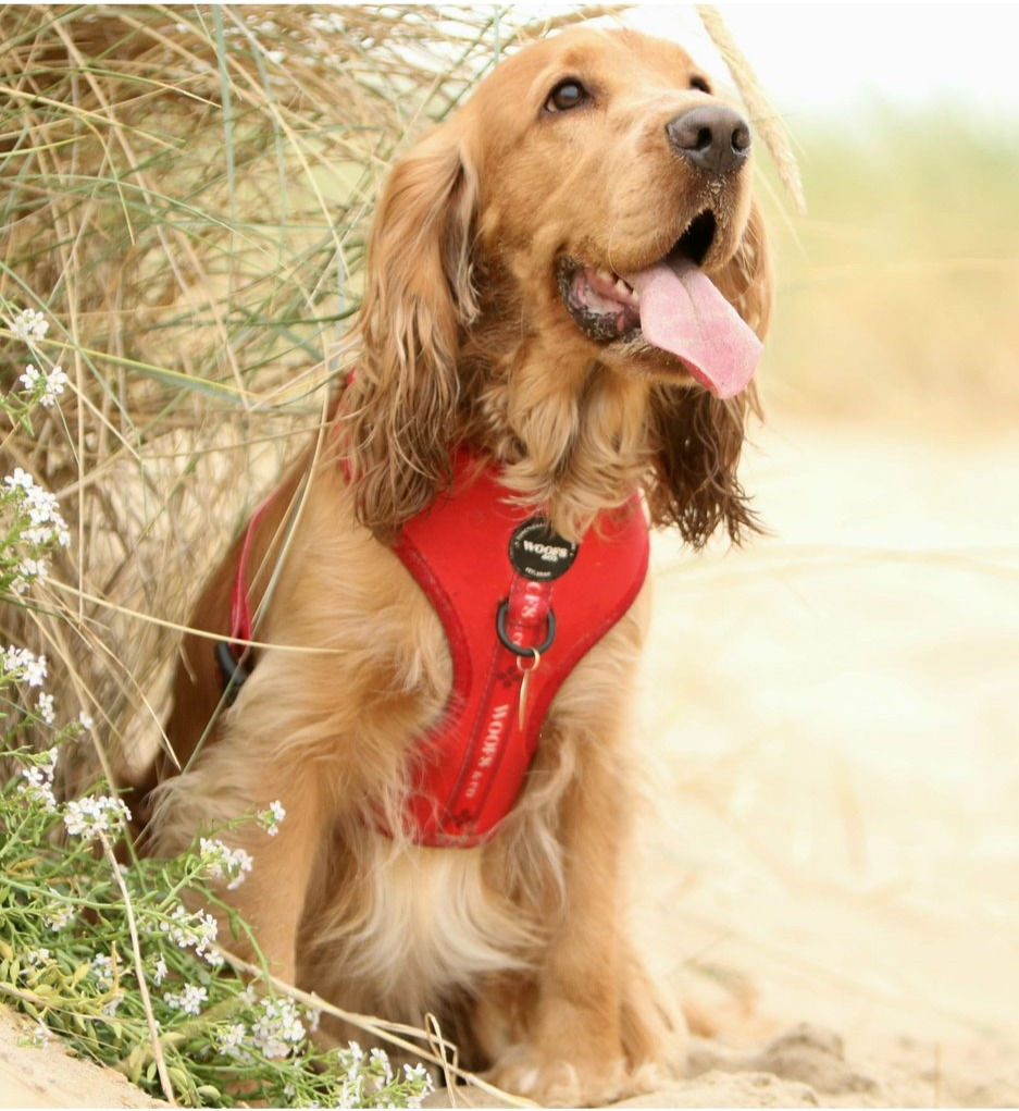 Woofs & Co. | Hundegeschirr