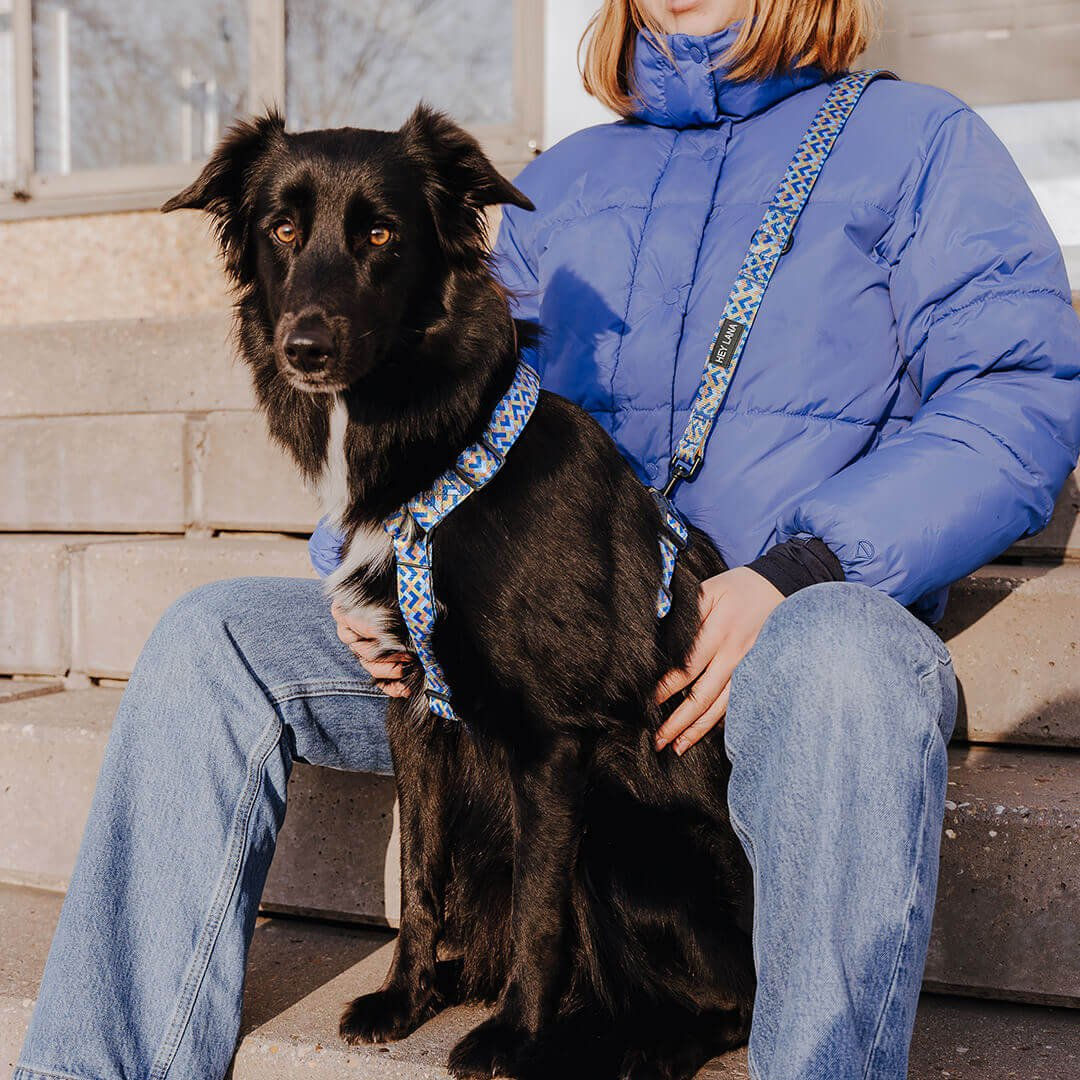 Frau mit Hund der das Führgeschirr in Mocca & Blau trägt
