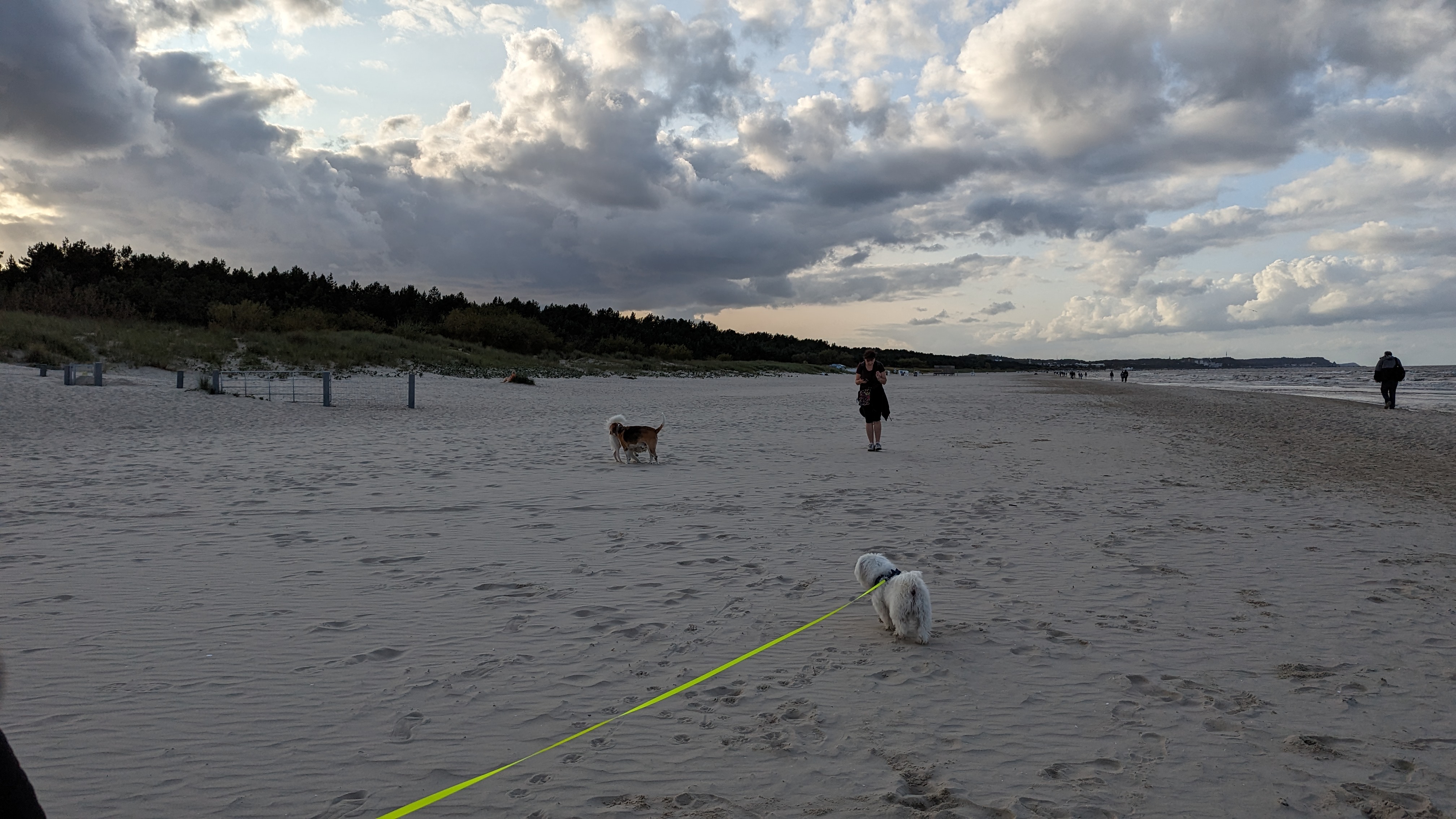 50-100 Meter breite Strände&nbsp;– hier hat jeder Hund Platz. 