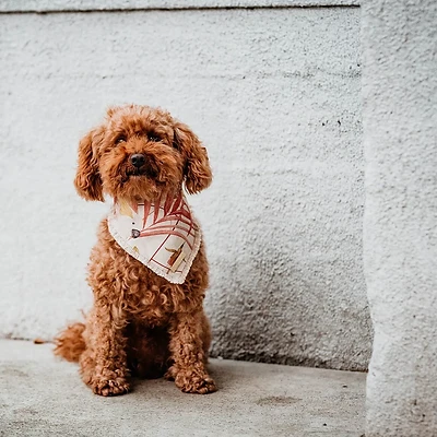 DOGA | Hunde-Bandana | Royal Cockatoo