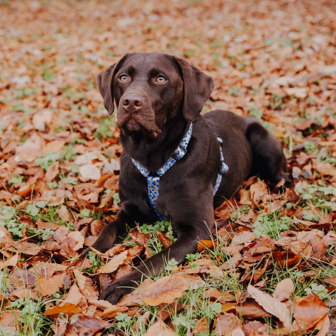Großer brauner Hund trägt das Führgeschirr in Mocca & Blau