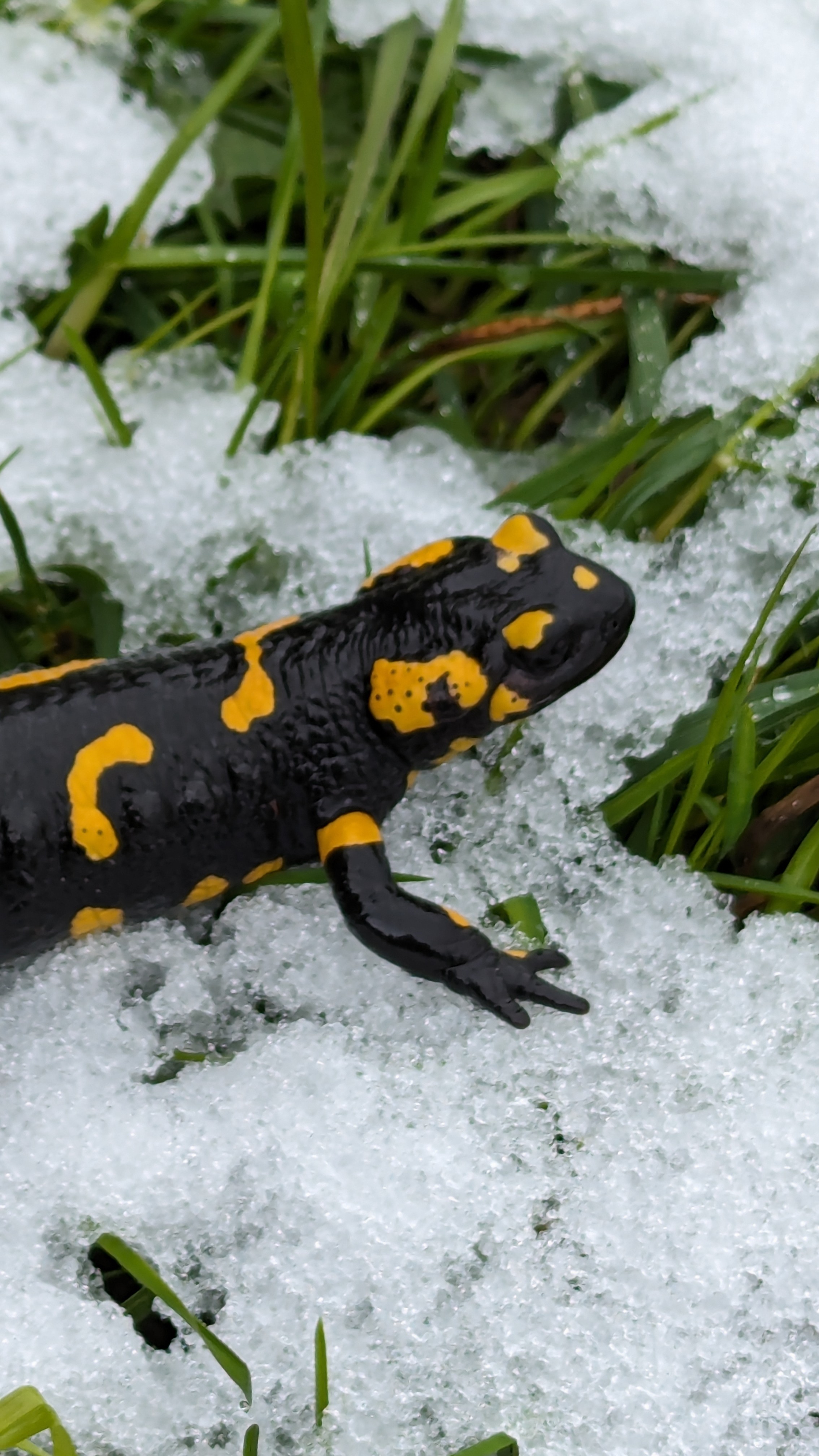 Feuersalamander