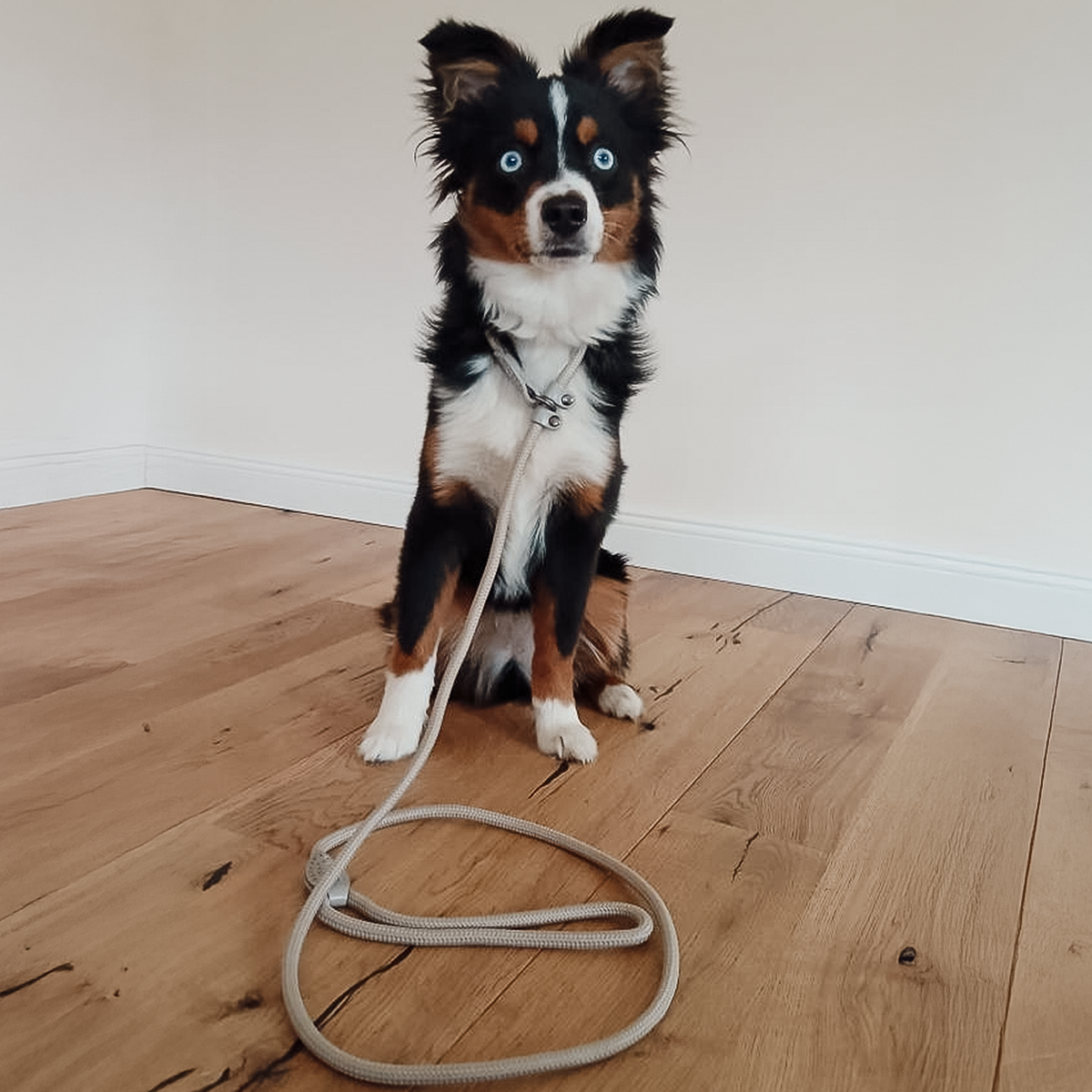 Ein kleiner Hund trägt die Tauleine in Beige