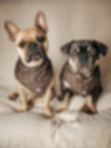 French Bulldogs tragen Fibi & Karl Halstuch