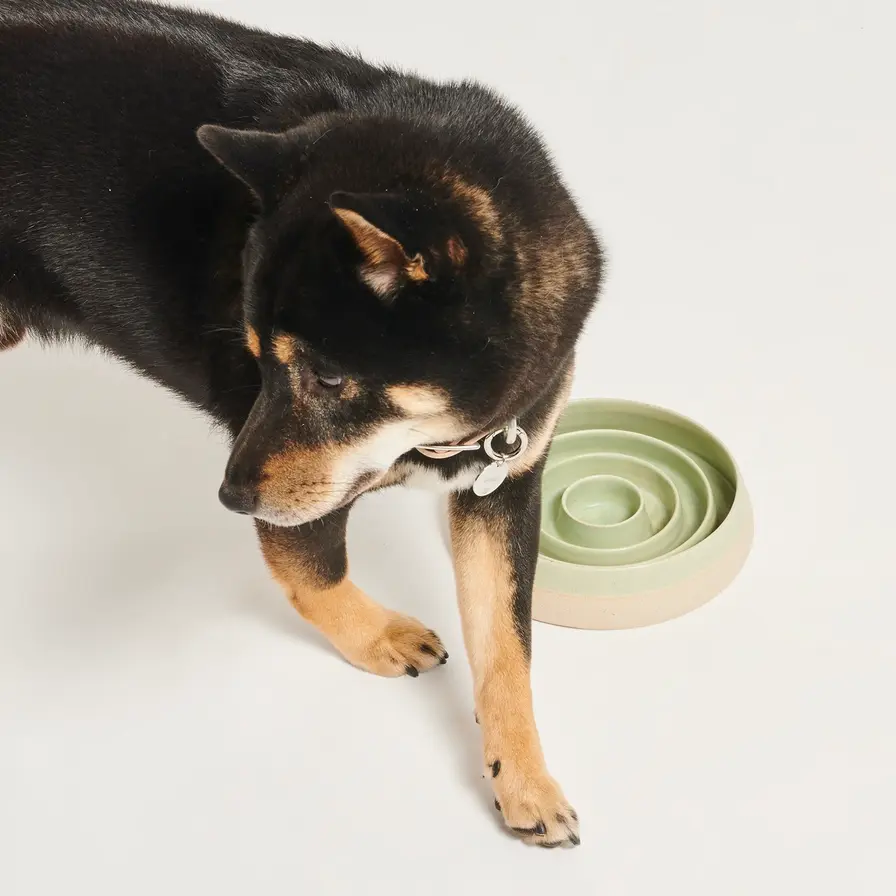 Hund steht vor dem Anti Schlingnapf in Grün
