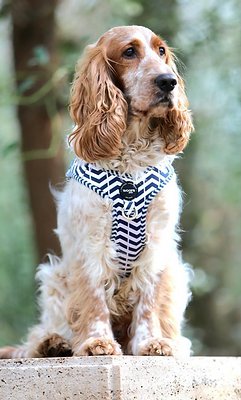 woofs & Co. Hundegeschirr-Leine-Set im Maritim Look