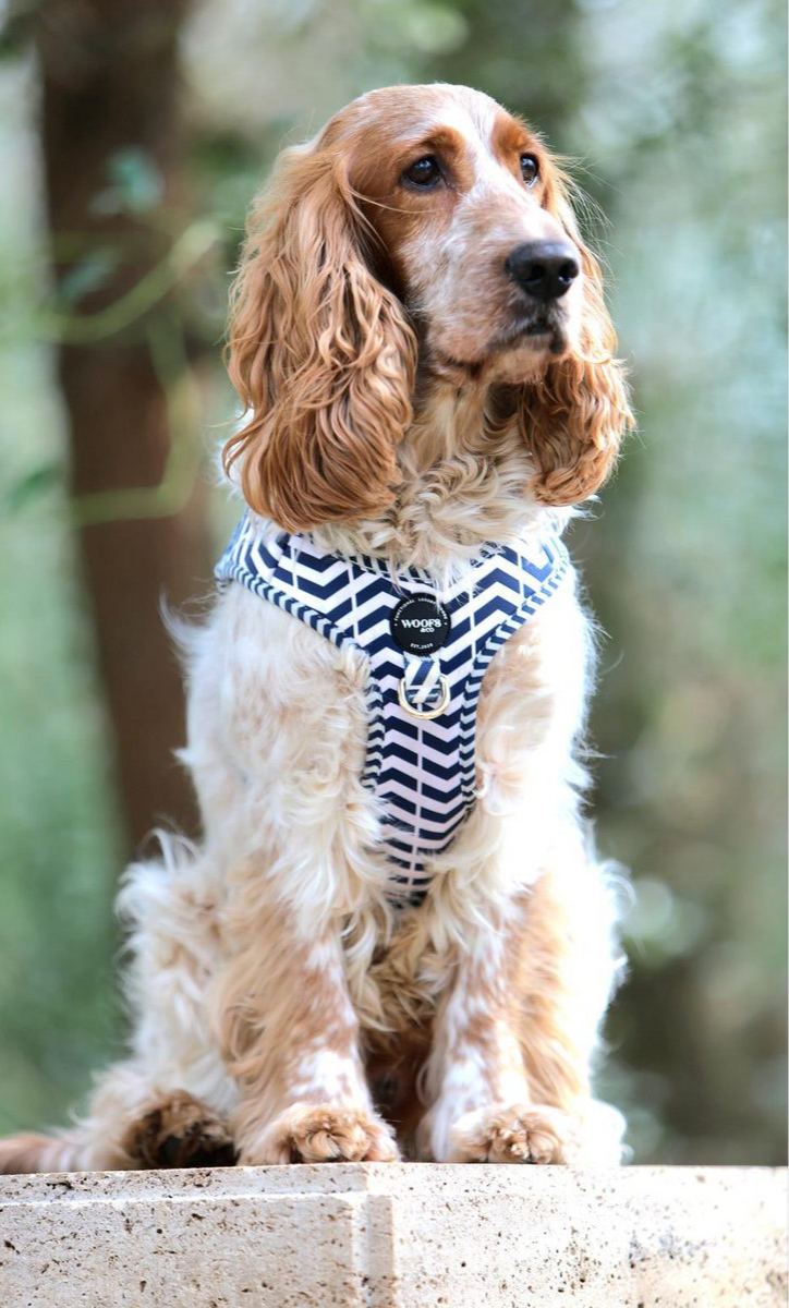 woofs & Co. Hundegeschirr-Leine-Set im Maritim Look