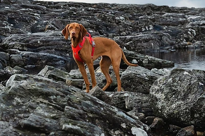 Hurrta | Anti-Zug-Hundegeschirr | Weeken Warrior ECO | Rosehip
