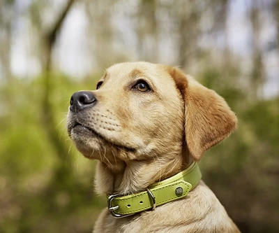 LABONI | Hundehalsband | AMICI | Lederhalsband Gelb | Zitrone