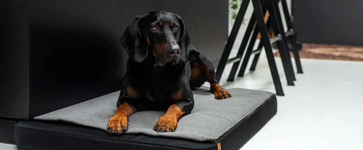 ORTHOPÄDISCHE HUNDEBETTEN