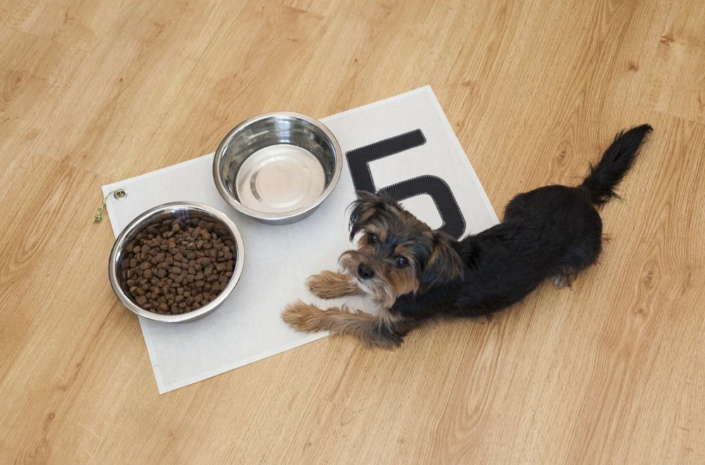 Napfunterlage aus Segeltuch für Studio am Meer mit Hund & Näpfen