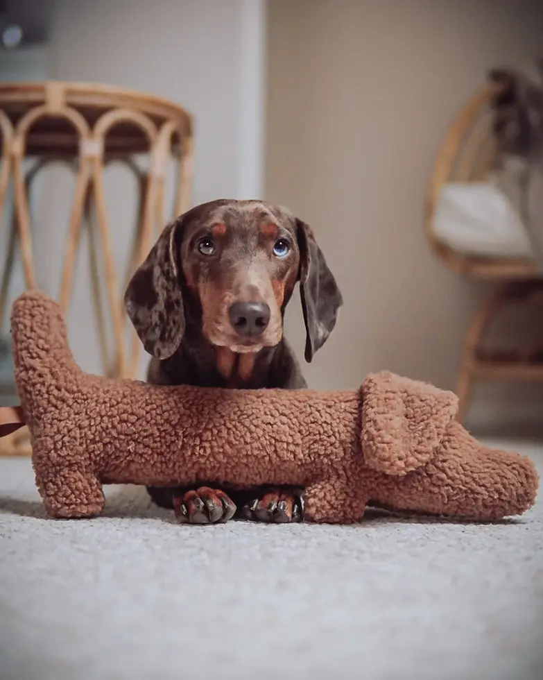 Dackel mit Dackel Musch Hundespielzeug