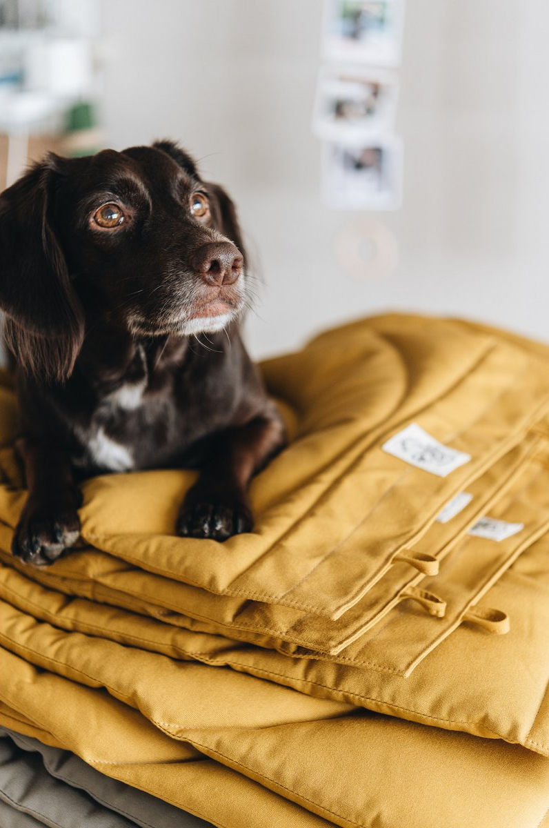 Ein kleiner Hund liegt auf mehreren Hundereisedecken von Band & Roll