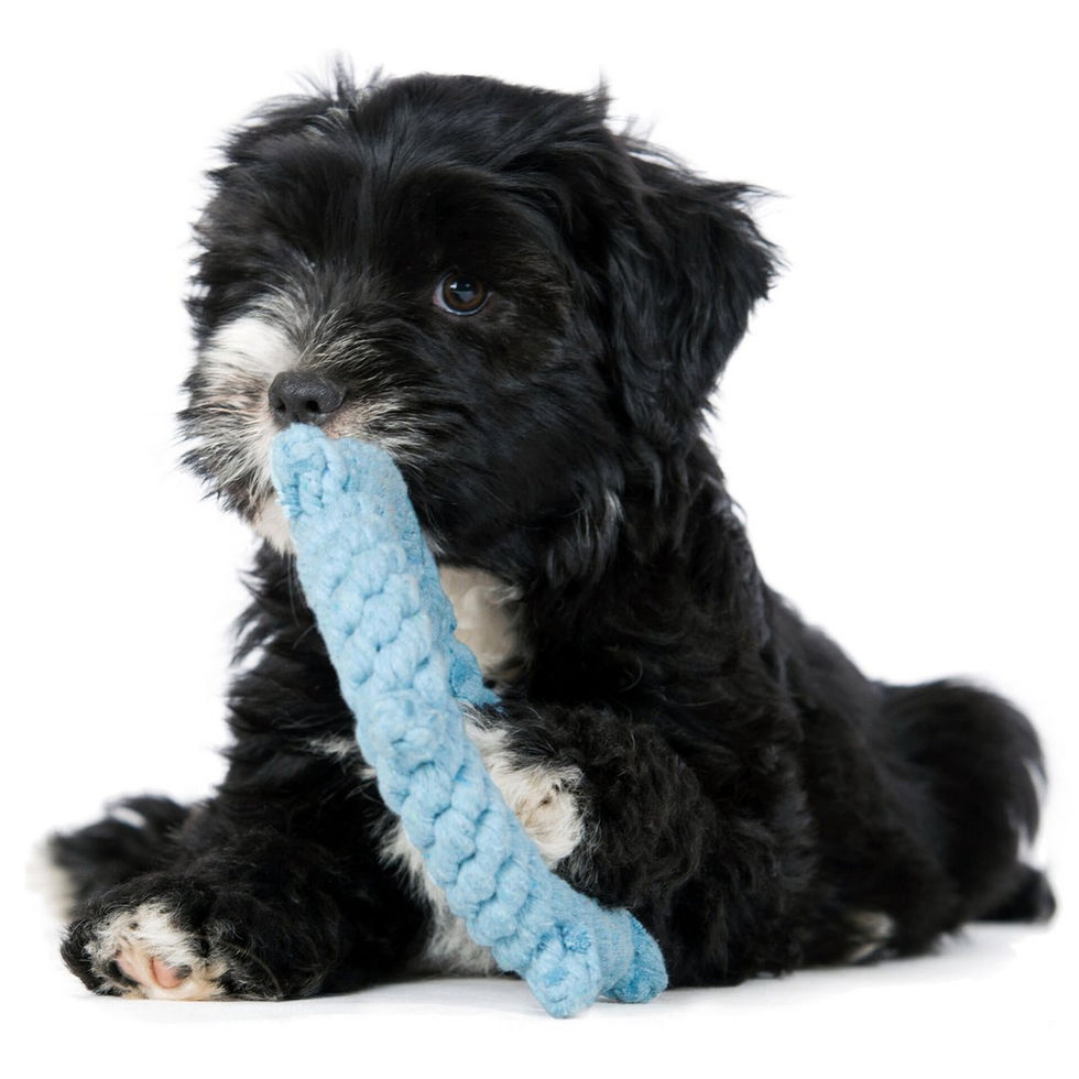 Ein Welpe kaut auf dem Hundespielzueg Skipper von Laboni