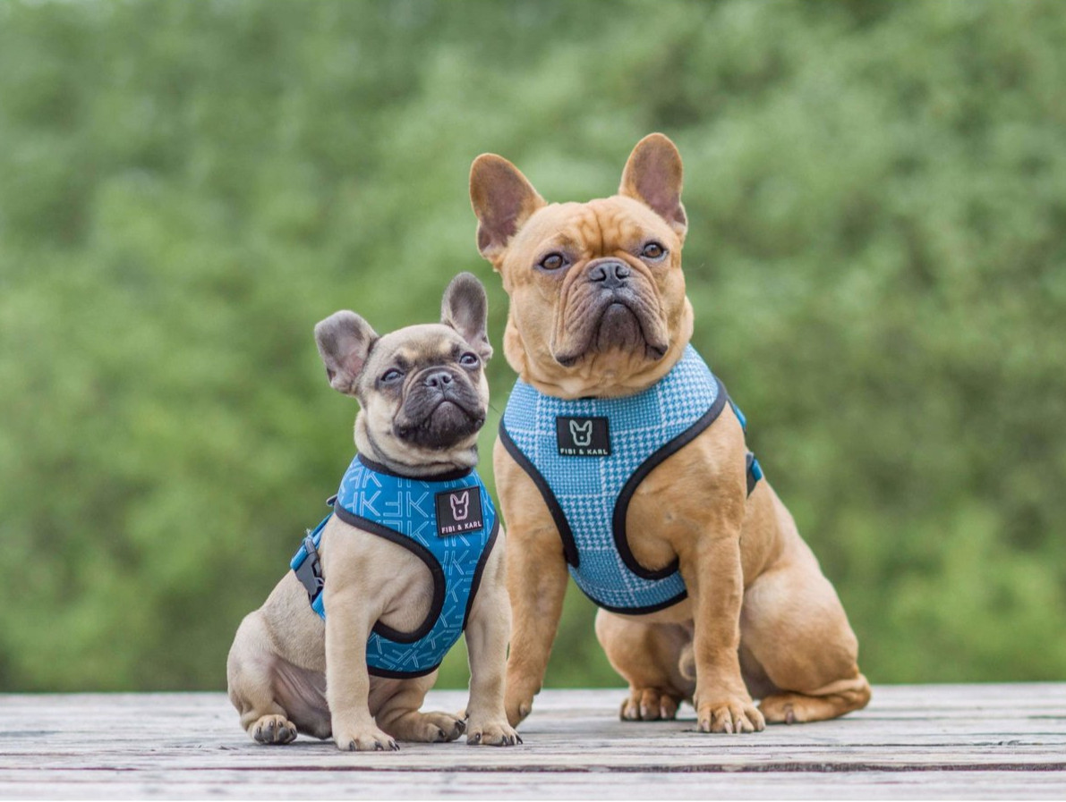 Fibi & Karl gepolstertes Hundegeschirr 2-in-1 Hundegeschirr