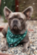 French Bulldog trägt grünes Halstuch mit Blättermotiv