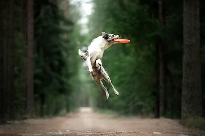 Kobe by Kikkerland | Frisbee Hund | Bacon Duft