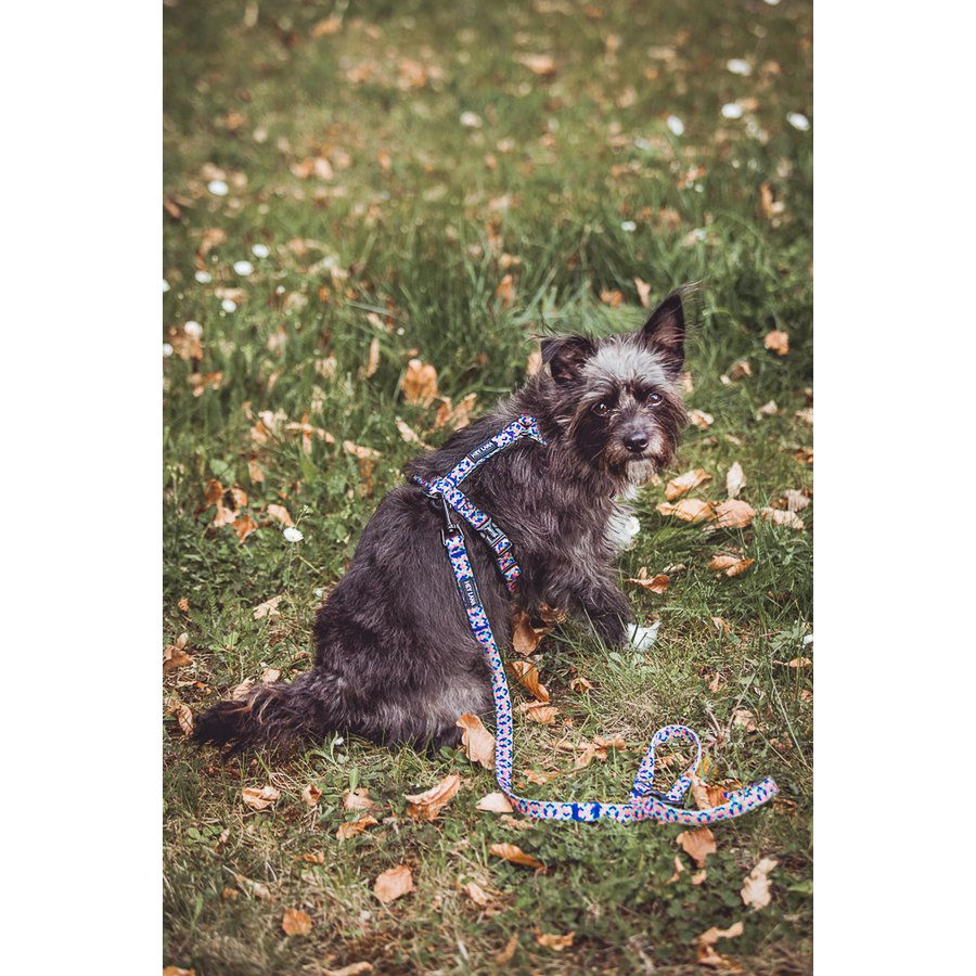 Hey Lana | Premium Hundegeschirr