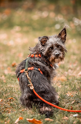 Hey Lana | Biothane Hundegeschirr