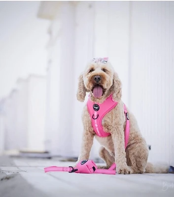 Woofs & Co. | Hundegeschirr