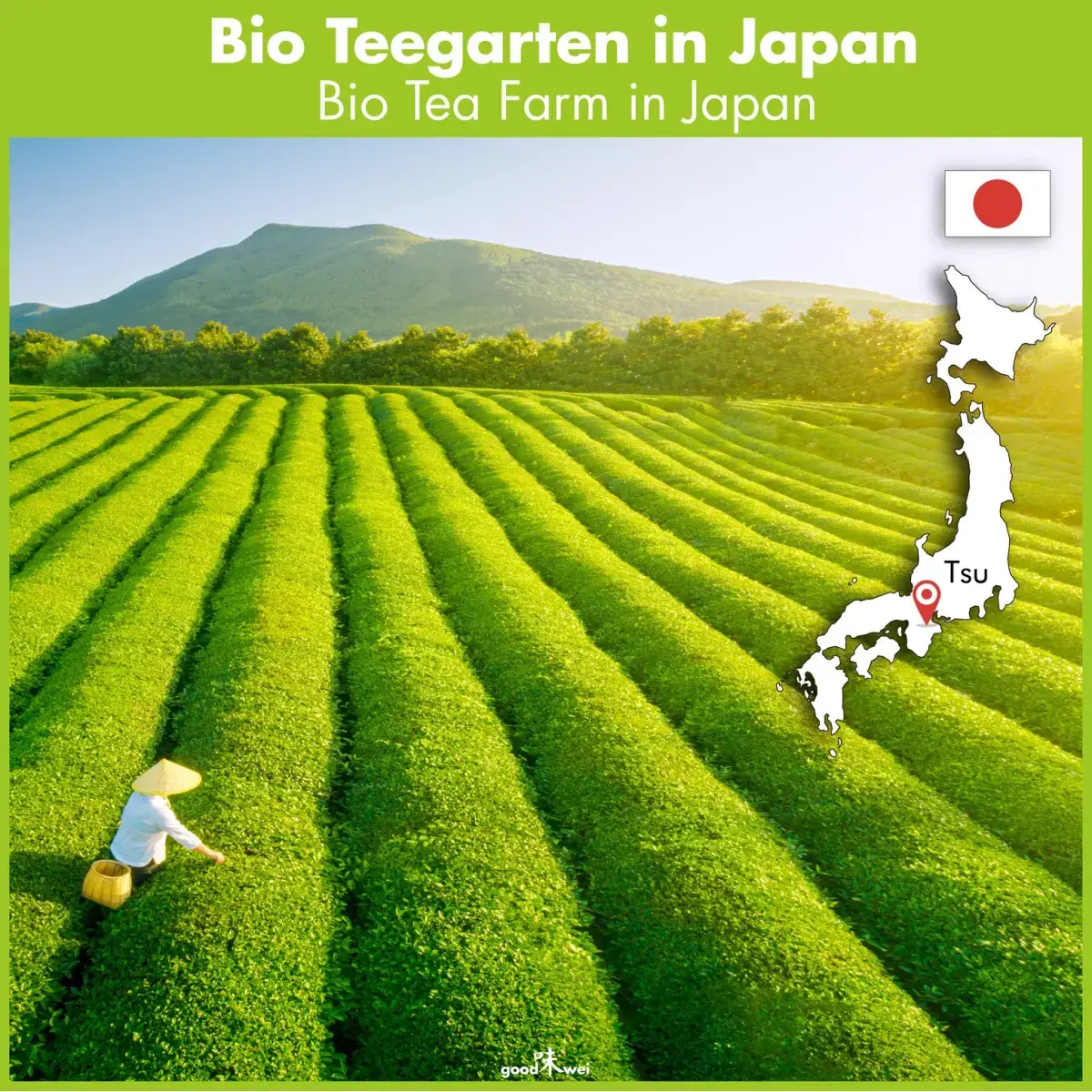 Japanisches Tee Feld
