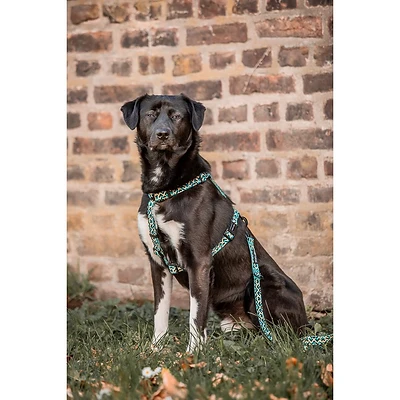 Hey Lana | Premium Hundegeschirr