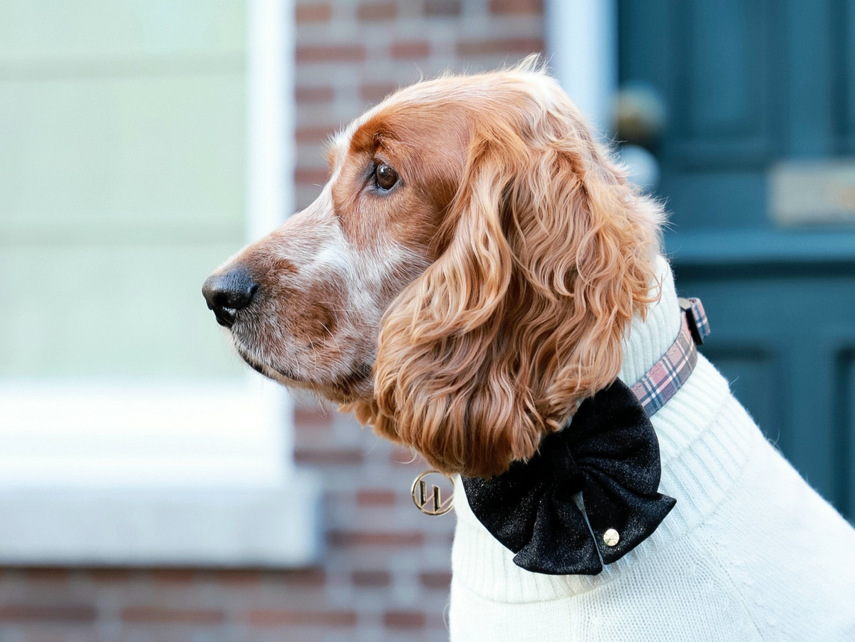 Woofs & Co. Hunde XXL Hundeschleife Schwarz
