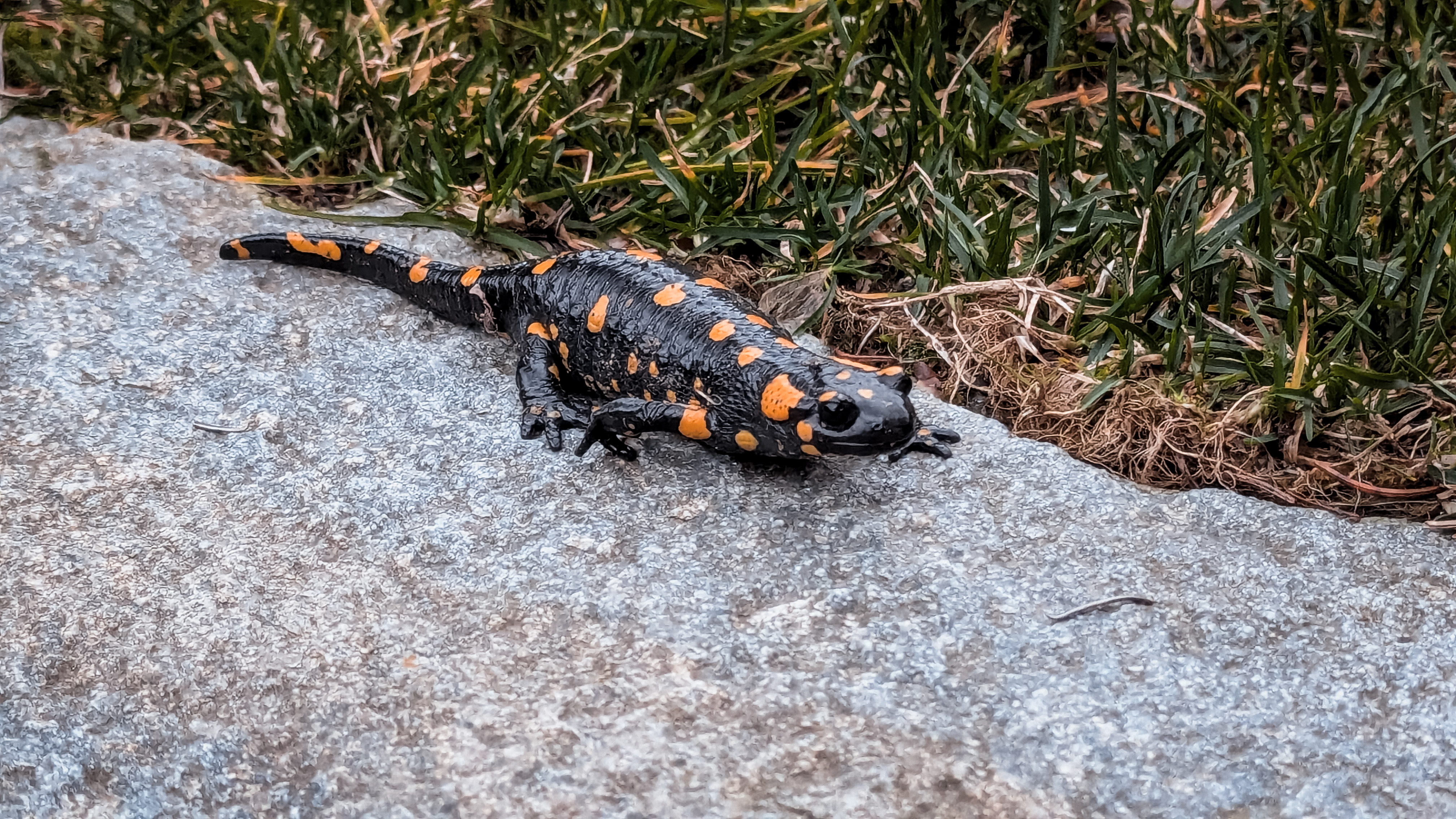 Feuersalamander