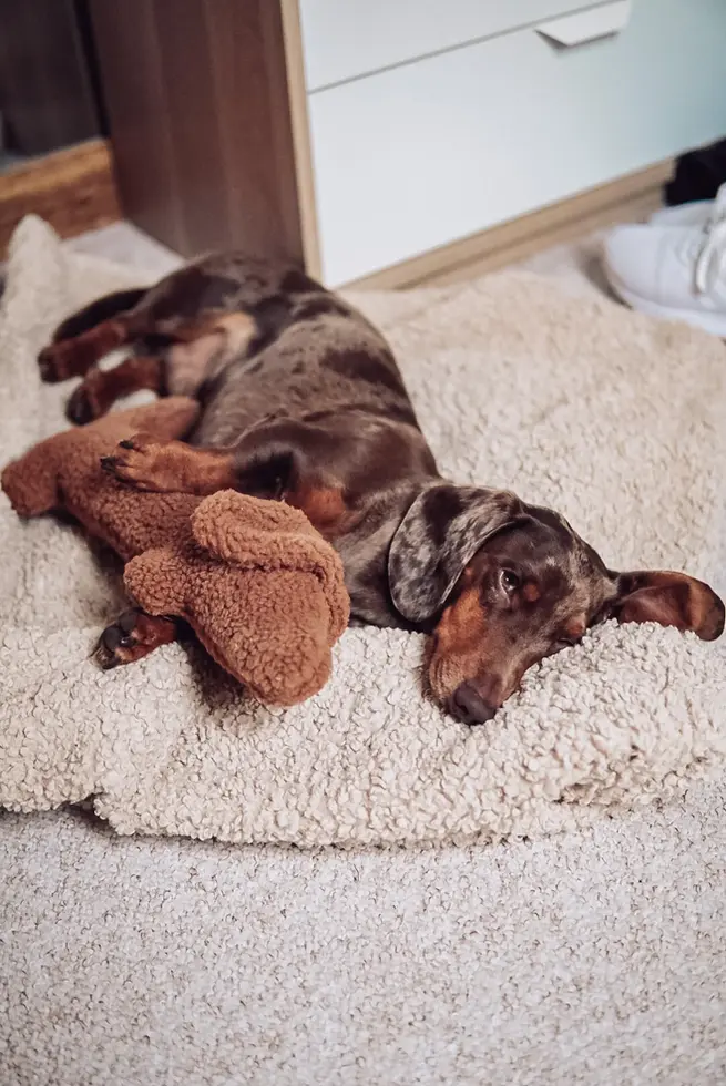 Dackel kuschelt mit Hundespielzeug Dackel Musch von Lieblingspfote