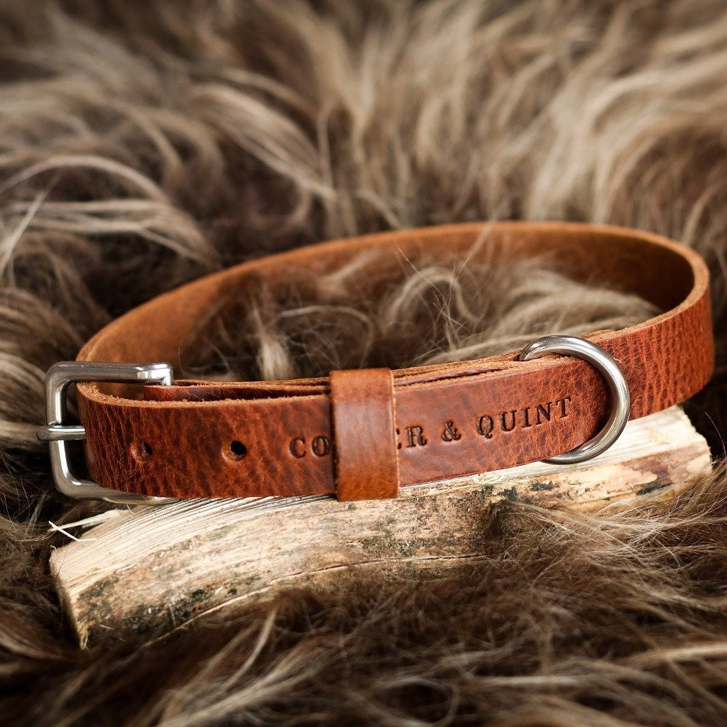 Hundehalsband bei WauHAUS