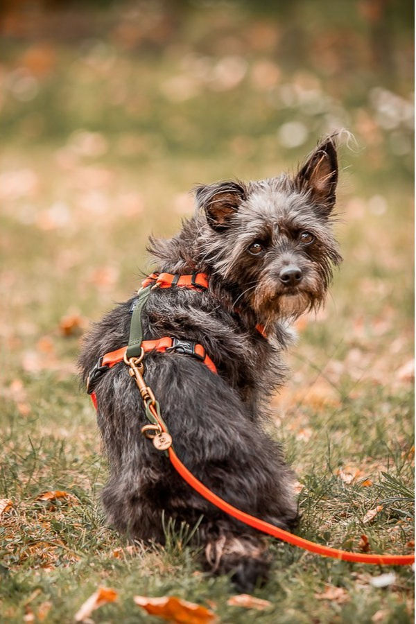 Hey Lana | Hundeleine | Führleine | Orange & Grün