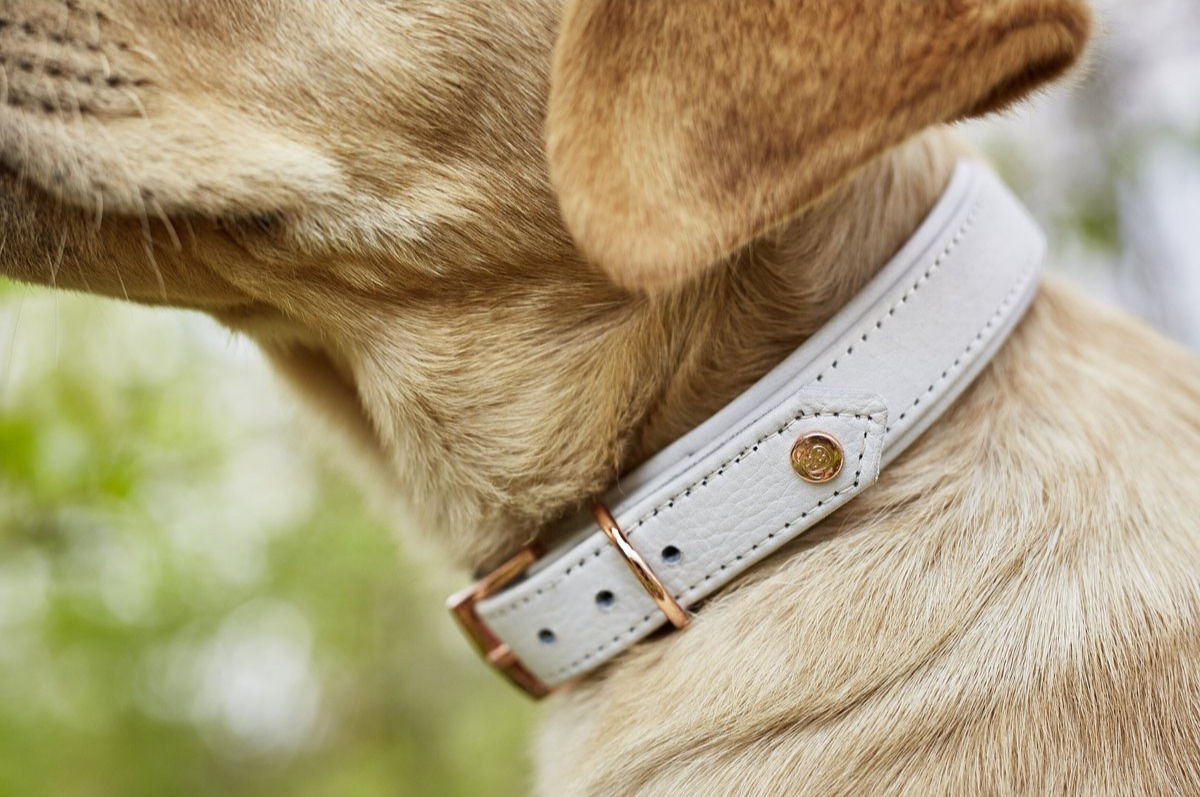 Hundhalsband nahaufnahmen