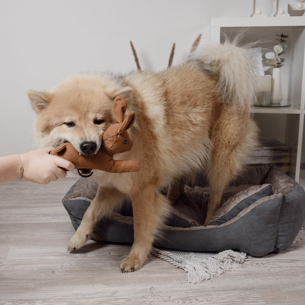 Hund kaut auf Hase Haru