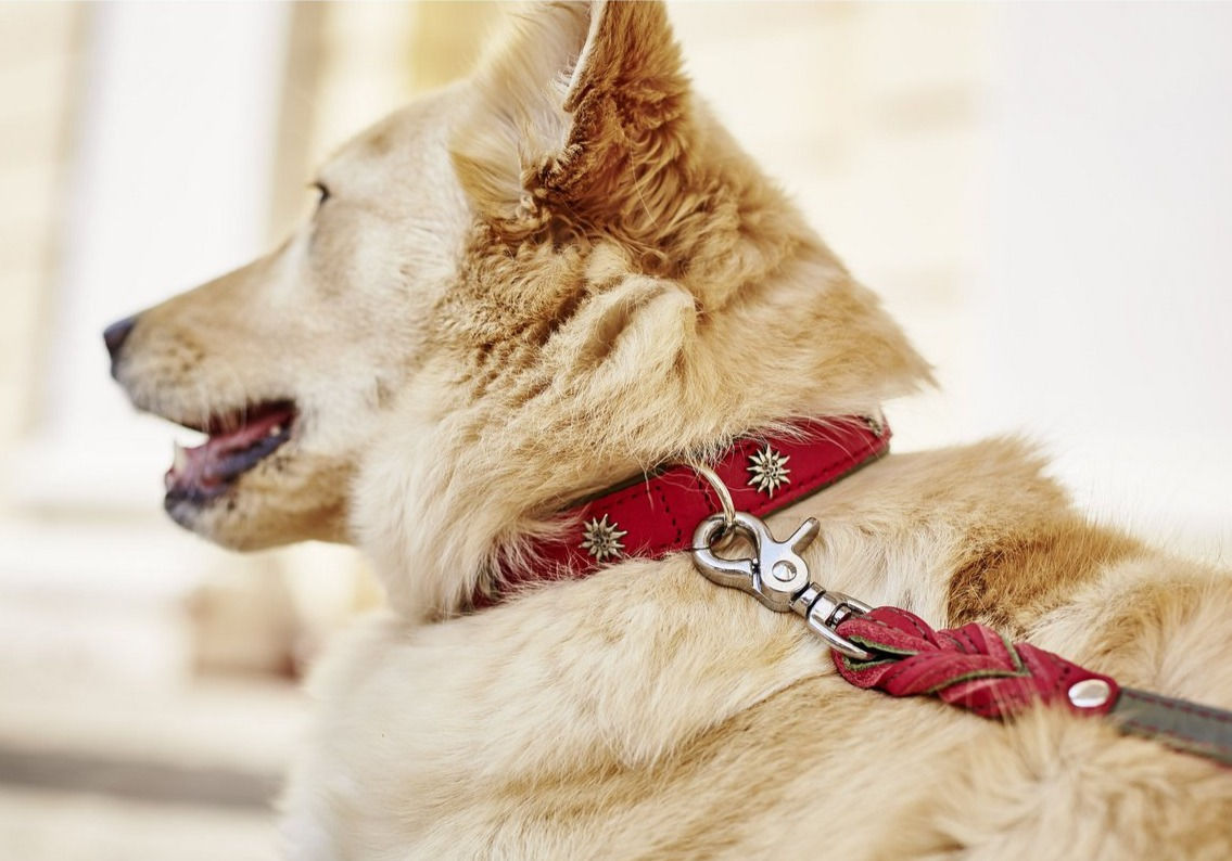 LABONI | Hundeleine | EDELWEISS | verstellbare Führleine | Lederleine