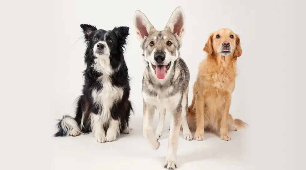 Verschiedene Hunde nebeneinander