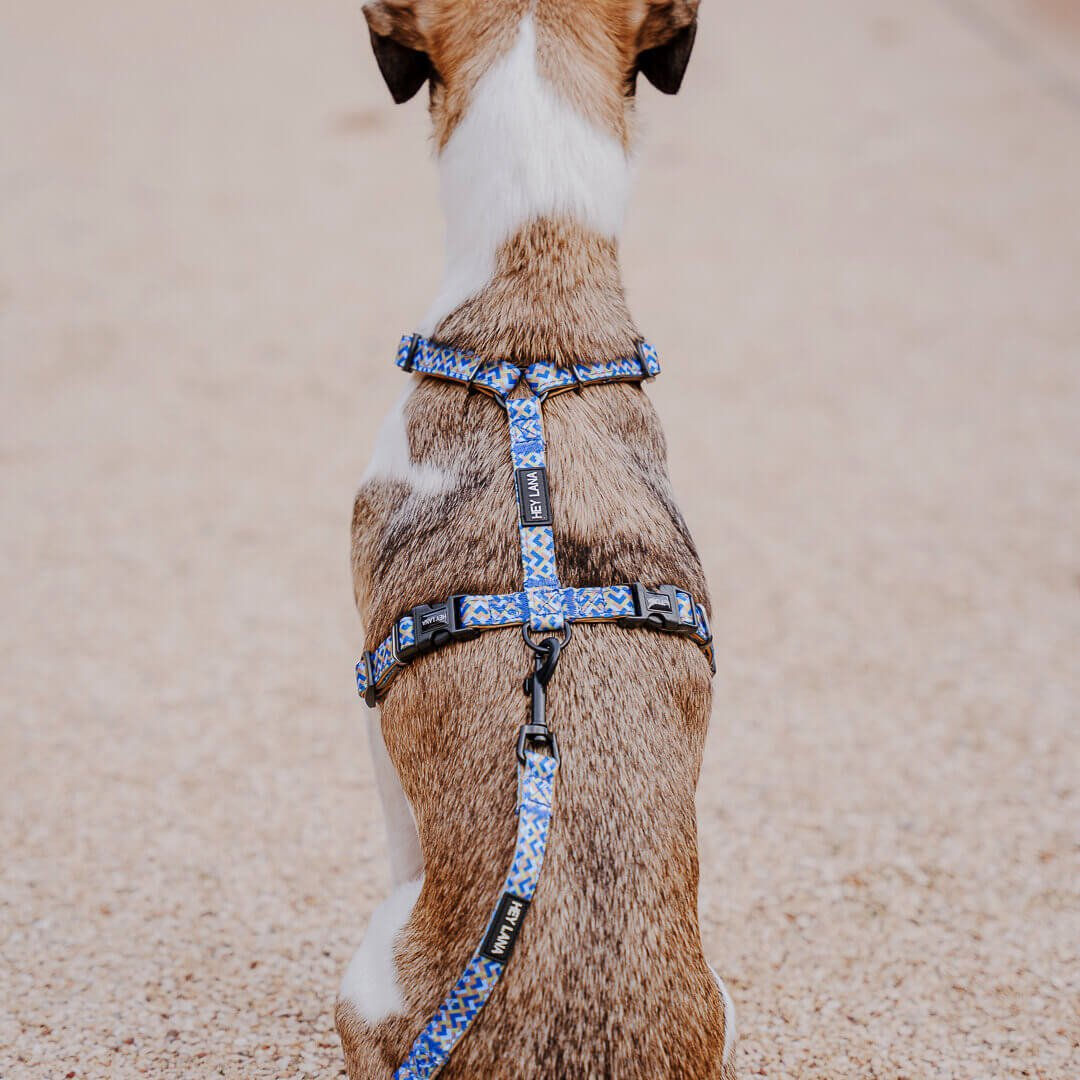 Hund trägt das Mocca & Blau H-Geschirr von Hey Lana