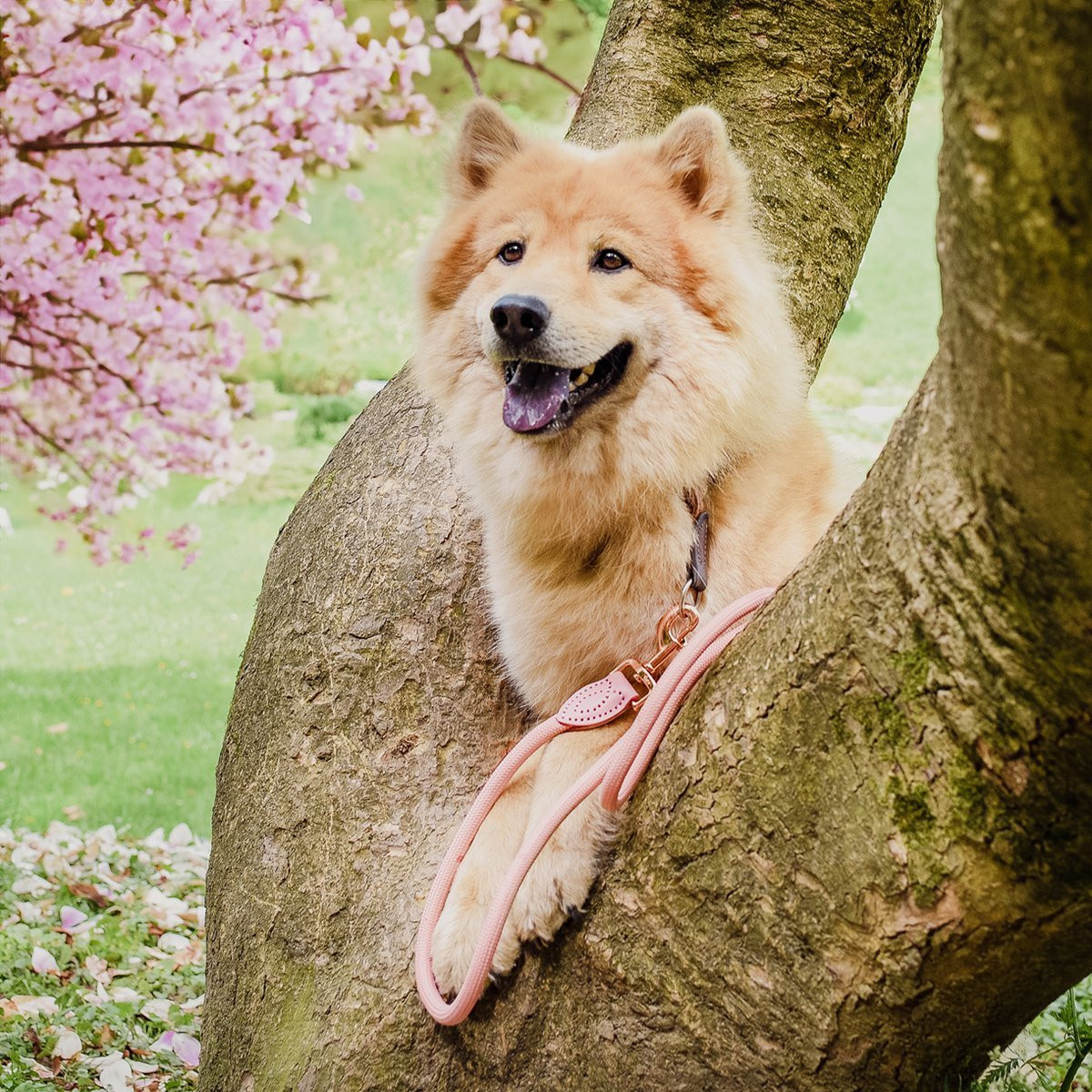 ne&no® Tauleine für Hunde in Mauve