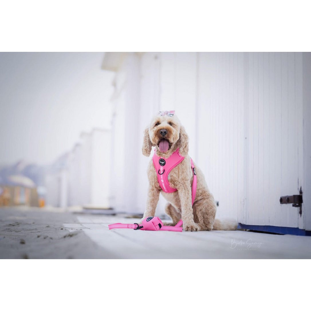 Woofs & Co. bei WauHAUS