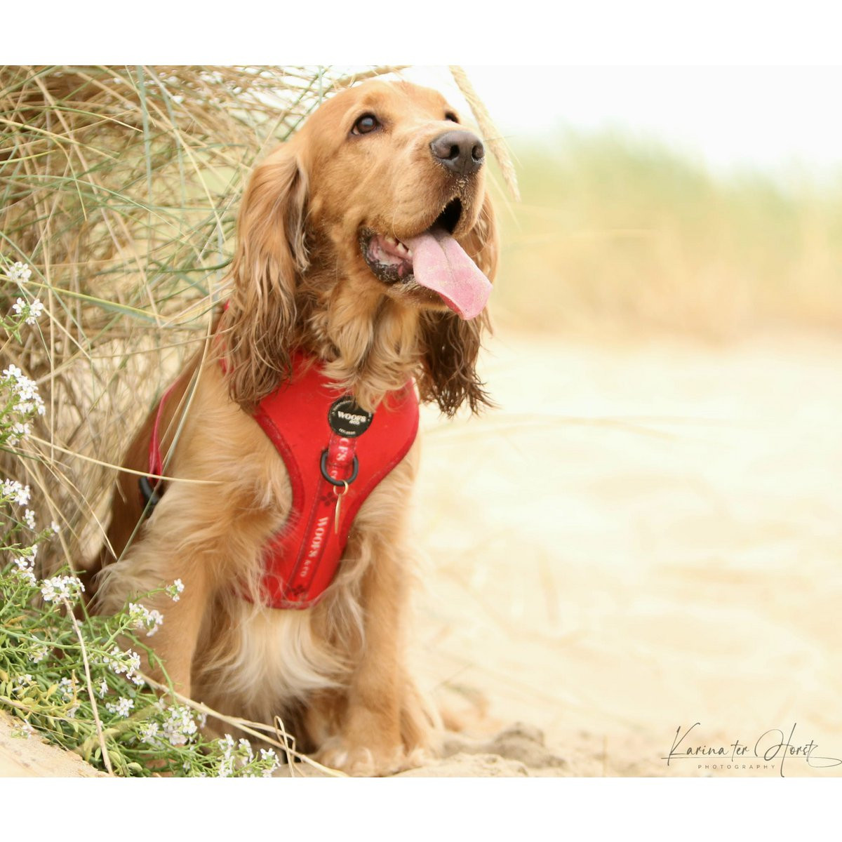 Hundegeschirr bei WauHAUS